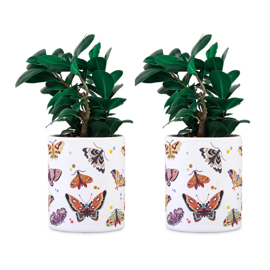 Butterfly Ceramic Desk planter Set of 2 (Planter only)