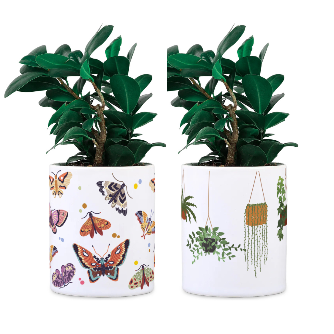 Ceramic Desk Planter combo - Butterfly and Hanging Planter (Planter only)