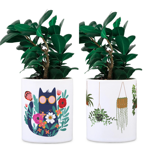 Ceramic Desk Planter combo - Cats and Hanging Planter (Planter only)