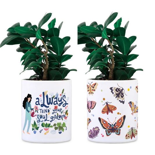 Ceramic Desk Planter combo - Soul Garden and Butterfly (Planter only)